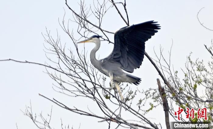 蒼鷺在覓食嬉戲?！“苍?攝