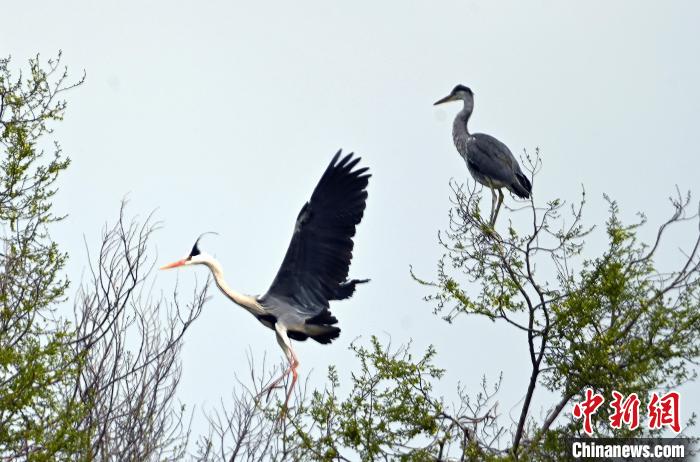 蒼鷺在覓食嬉戲?！“苍?攝