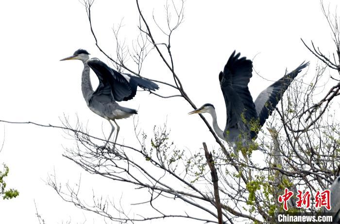 蒼鷺在覓食嬉戲?！“苍?攝