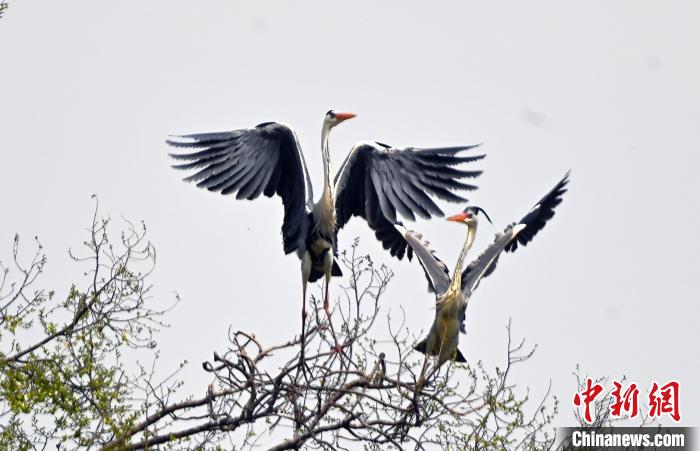 蒼鷺在覓食嬉戲?！“苍?攝