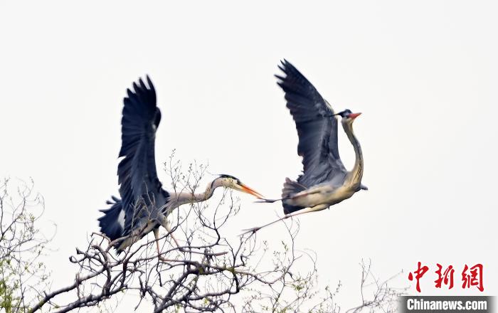 蒼鷺在覓食嬉戲?！“苍?攝