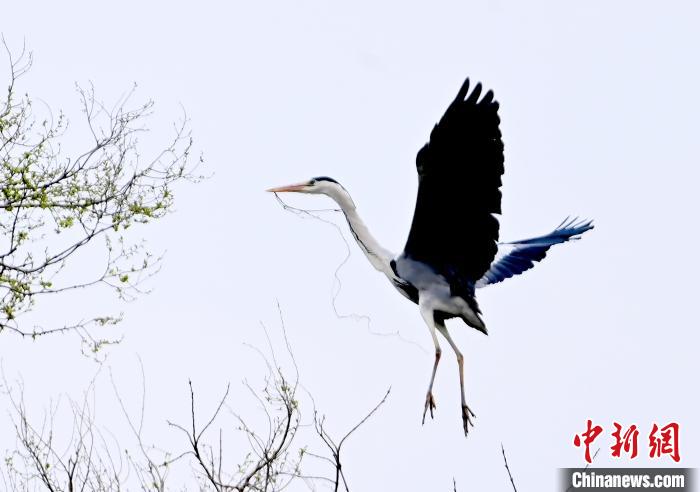 蒼鷺在覓食嬉戲?！“苍?攝