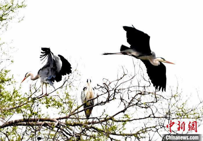 蒼鷺在覓食嬉戲?！“苍?攝