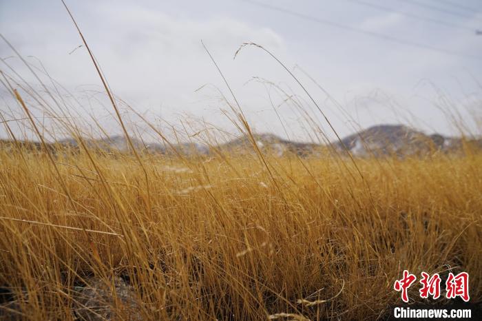 圖為青海省海西蒙古族藏族自治州天峻縣木里礦區(qū)草木茂盛?！●R銘言 攝
