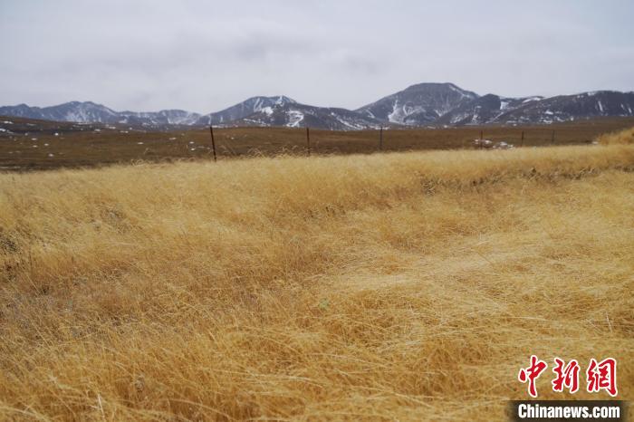 圖為青海省海西蒙古族藏族自治州天峻縣木里礦區(qū)草木茂盛?！●R銘言 攝