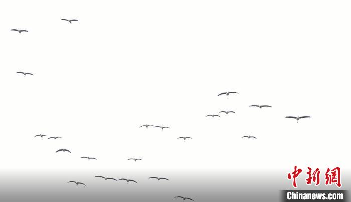 遷徙北歸?！√烊h融媒體中心 供圖