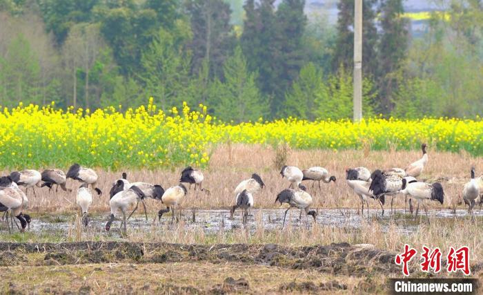 休息補(bǔ)給?！√烊h融媒體中心 供圖