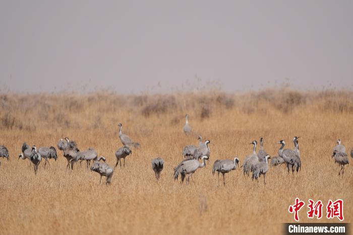 圖為草原上棲息的灰鶴?！∠葘m 攝