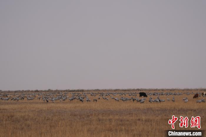 圖為草原上棲息的灰鶴?！∠葘m 攝