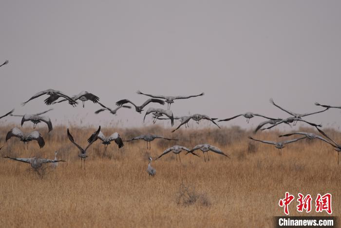 青海都蘭成群灰鶴匯集，場(chǎng)面壯觀