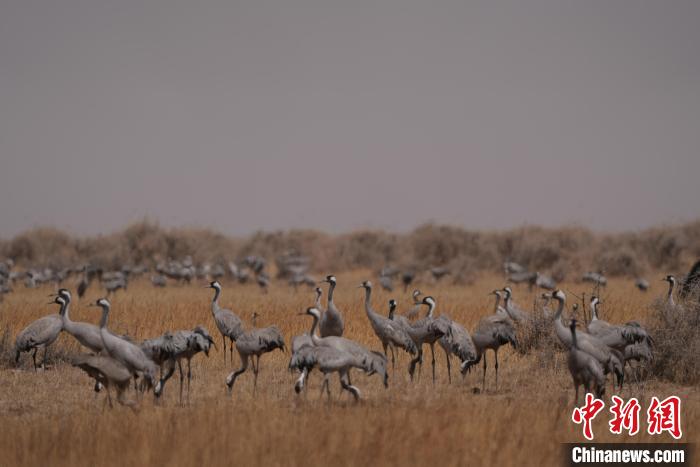 圖為灰鶴。　先宮 攝