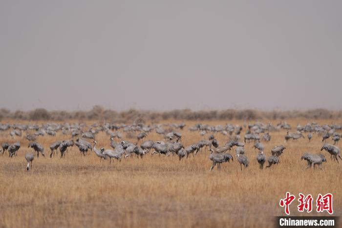 圖為密集分布的灰鶴?！∠葘m 攝