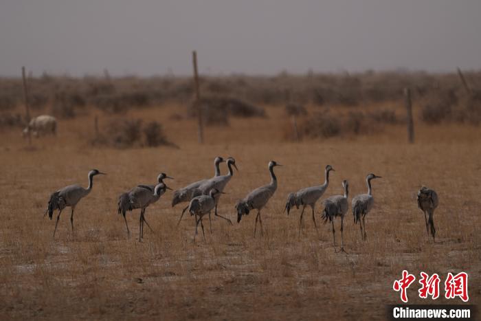 圖為灰鶴?！∠葘m 攝