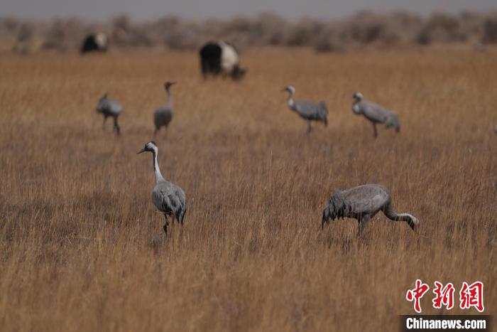 圖為灰鶴?！∠葘m 攝