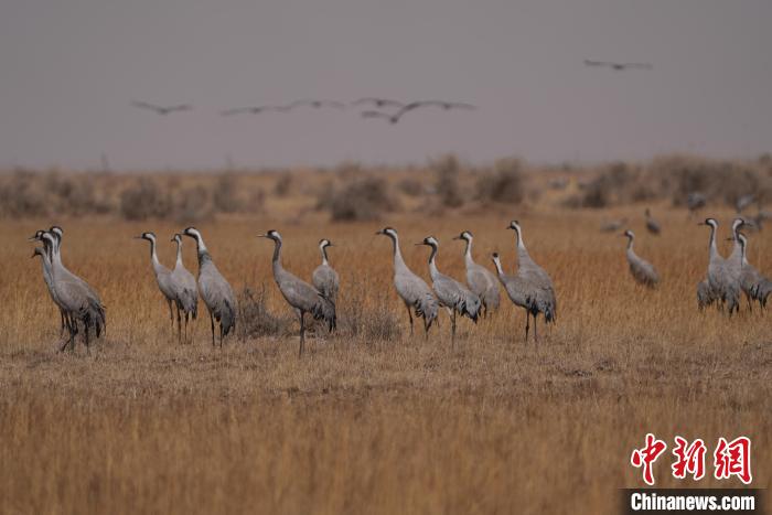 圖為灰鶴?！∠葘m 攝