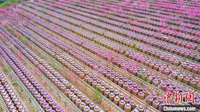 灼灼桃花惹人醉?！㈡?攝