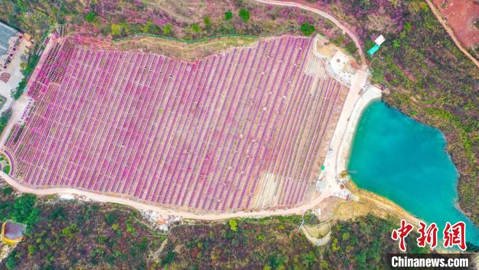 灼灼桃花惹人醉?！㈡?攝