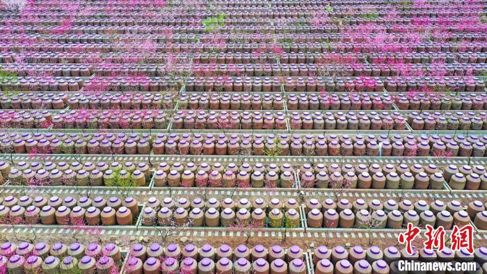 桃花和酒壇相映成趣。　劉媛 攝