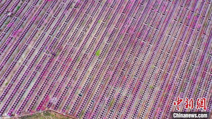 桃花和酒壇相映成趣?！㈡?攝