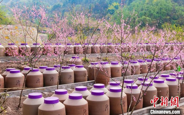 桃花和酒壇相映成趣?！∫足?攝