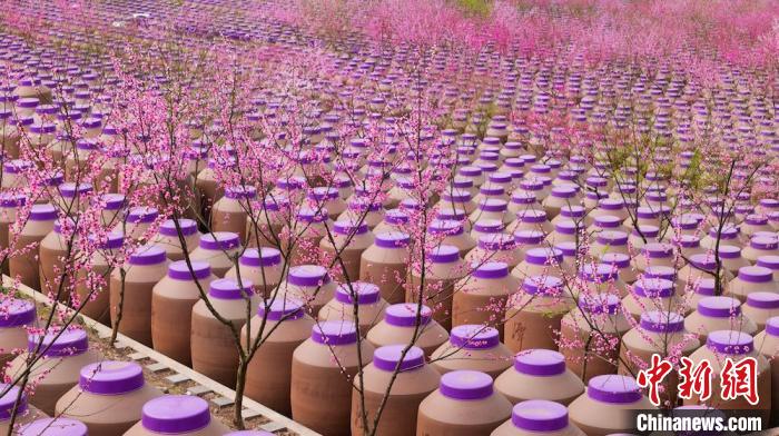 桃花和酒壇相映成趣?！∫足?攝