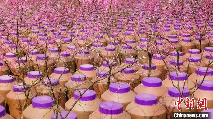 桃花和酒壇相映成趣?！∫足?攝