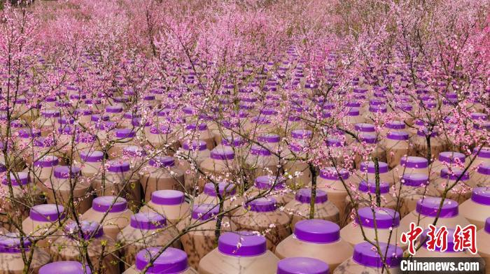 灼灼桃花惹人醉?！∫足?攝