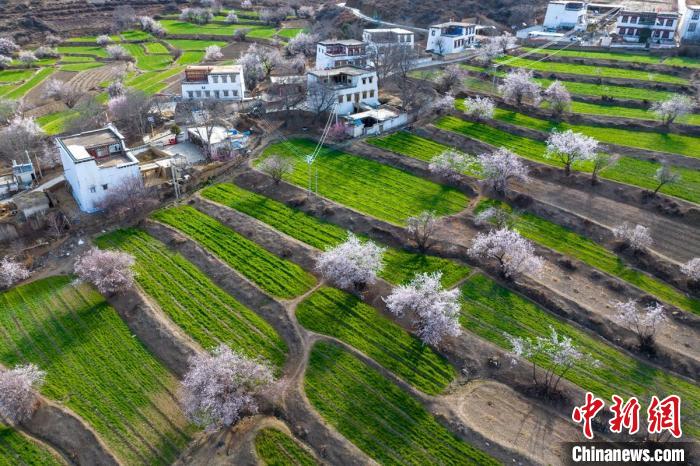 白松鎮(zhèn)層層麥田綠意盎然，與桃林構(gòu)成一幅美麗的鄉(xiāng)村畫卷?！⒅铱?攝