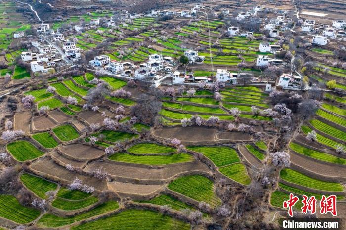 白松鎮(zhèn)桃花林中的白藏房?！⒅铱?攝