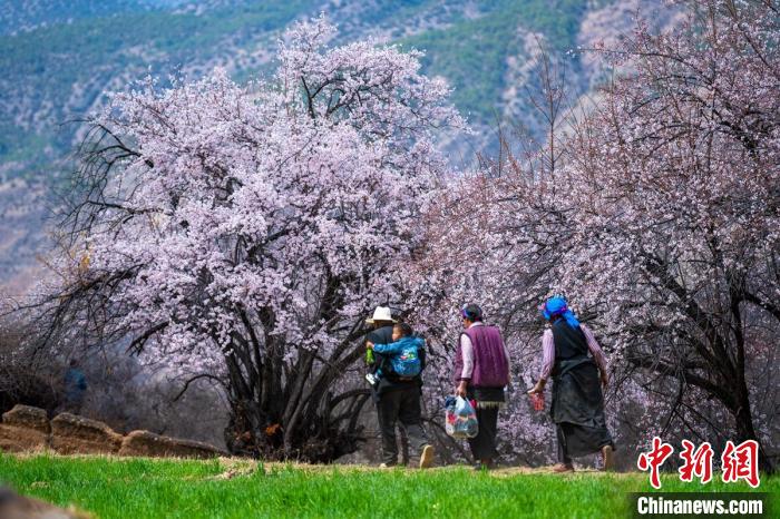 行走在麥田和桃樹下的白松鎮(zhèn)村民?！⒅铱?攝