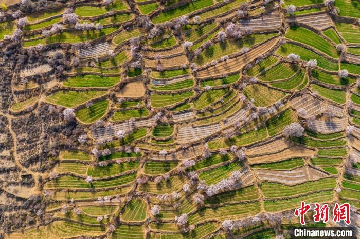 空中俯瞰得榮縣白松鎮(zhèn)的高山麥田和桃林?！⒅铱?攝