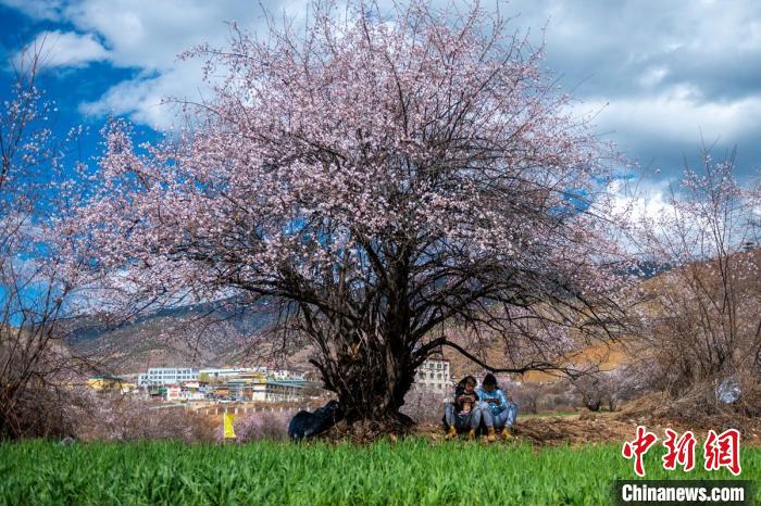 桃花樹下兩名女孩正在玩手機(jī)。　劉忠俊 攝