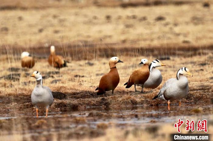 圖為斑頭雁和赤麻鴨?！“?攝