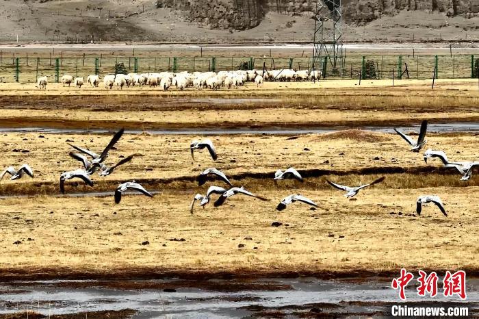 圖為斑頭雁在羊群邊飛翔。　包雷 攝
