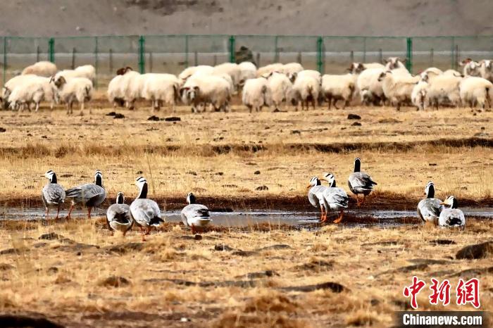 圖為羊群邊的成群斑頭雁。　包雷 攝