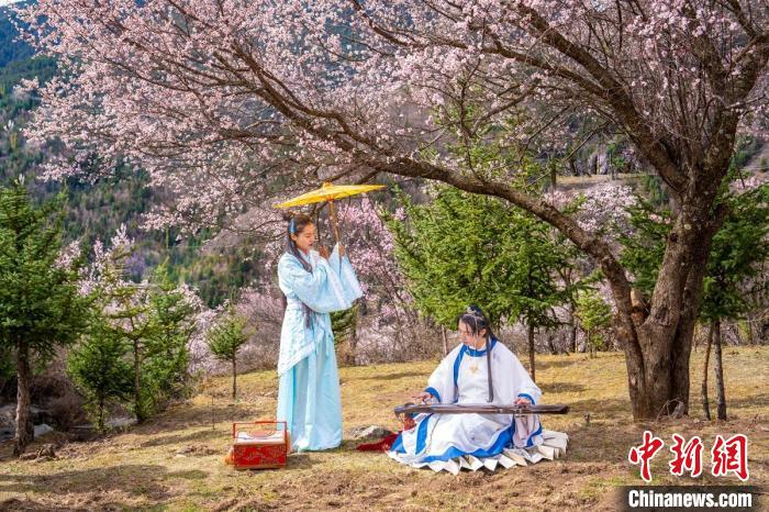 道孚杏花樹(shù)下的游客們。　蘇銳 攝