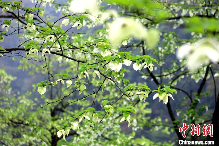 珙桐在春末夏初之際開花，花期較短?！螚?攝