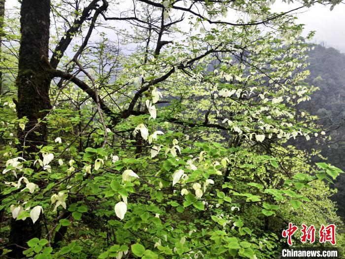 山谷兩側(cè)高大繁茂的珙桐樹?！螚?攝