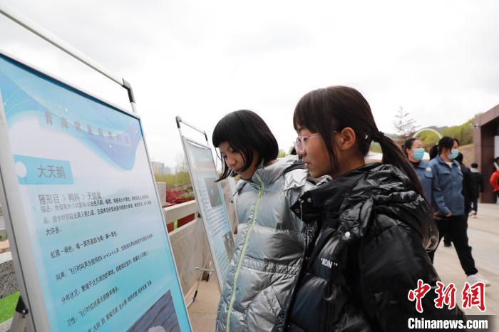 圖為學(xué)生通過展板了解青海常見鳥類?！●R銘言 攝