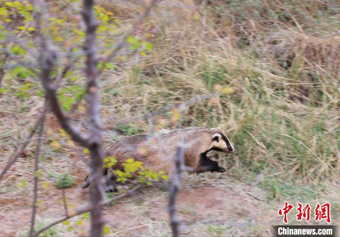 圖為西寧野生動物園救護(hù)的狗獾在西寧市放歸大自然。　馬銘言 攝