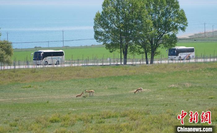 圖為成群普氏原羚在草場上愜意覓食，悠閑自在。　馬銘言 攝
