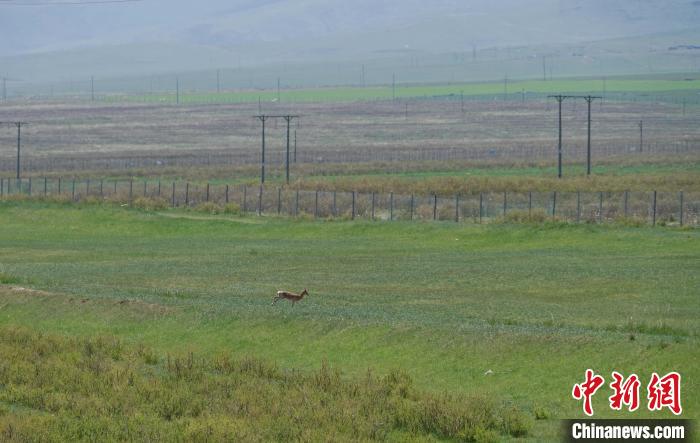 圖為一只普氏原羚在草場上奔跑?！●R銘言 攝