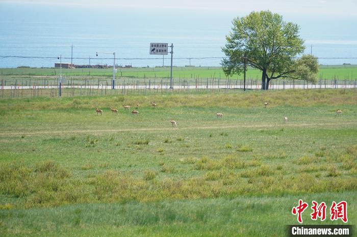 圖為成群普氏原羚在草場上愜意覓食，悠閑自在。　馬銘言 攝