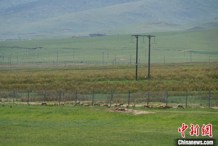 圖為成群普氏原羚在草場上愜意覓食，悠閑自在。　馬銘言 攝