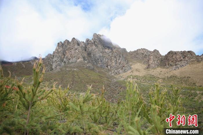 圖為拉薩南北山綠化工程拉薩曲水縣才納村5號(hào)片區(qū)。　貢確 攝