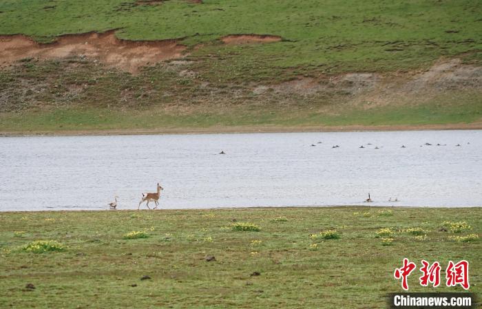 圖為藏原羚在扎陵湖岸畔悠閑漫步?！●R銘言 攝