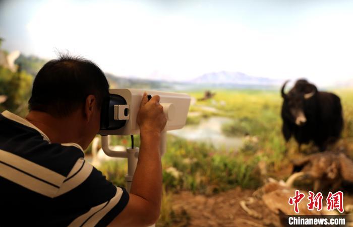 圖為臺商觀看祁連山國家公園生態(tài)科普館內(nèi)生態(tài)場景?！⊙Φ?攝