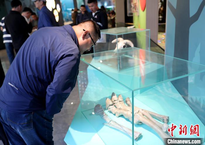 圖為臺商在祁連山國家公園生態(tài)科普館內(nèi)觀看標本?！⊙Φ?攝