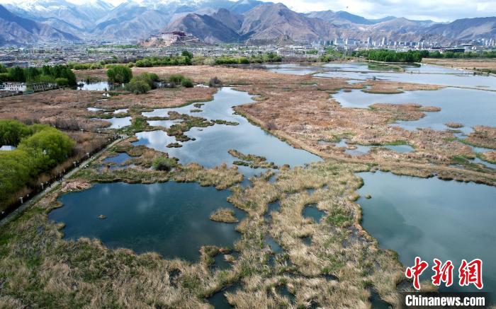 圖為拉薩拉魯濕地。(無人機照片) 李林 攝
