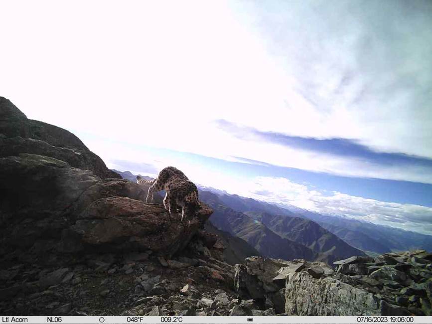 雪豹影像。山水自然保護(hù)中心供圖